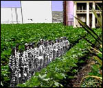 ArtJail inmates working on the green-roof farm